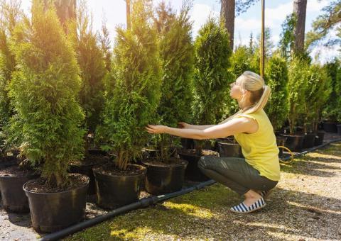 woman picking out tree at nursery